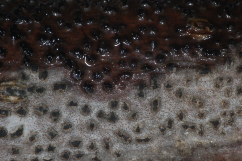 diatrypella verrucaeformis